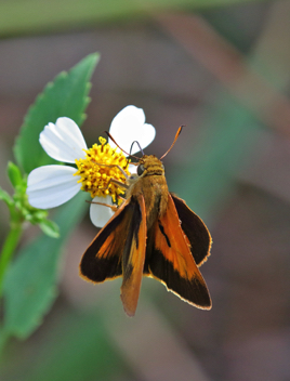 Palatka Skipper male